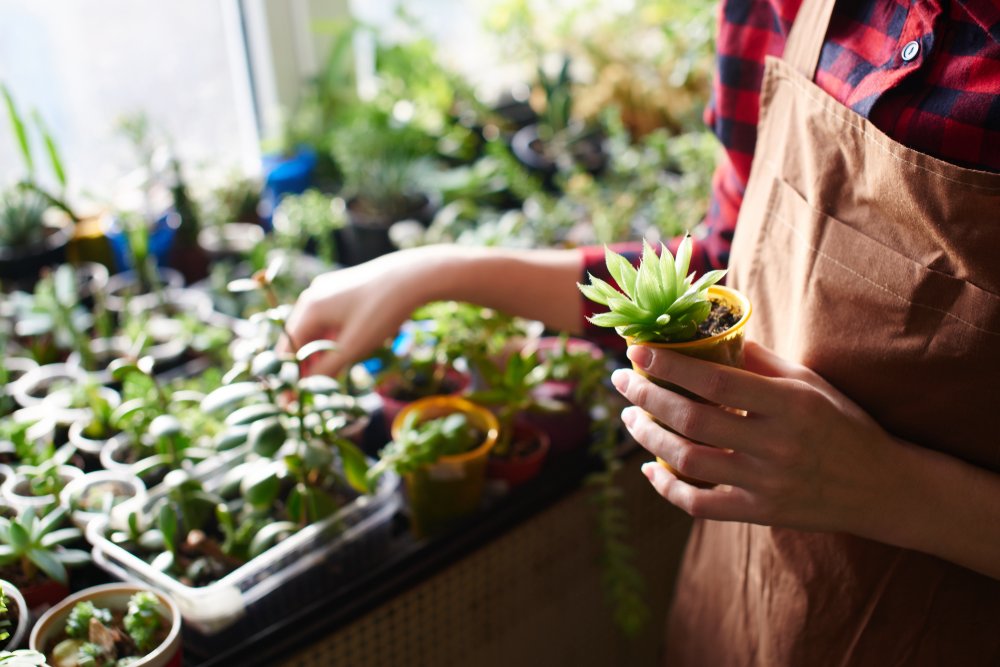 The 3 Best Plant Shops in Providence